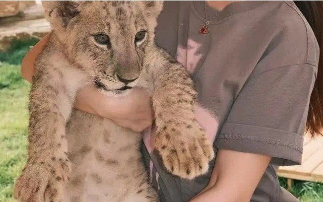 Lion cuddles offered with afternoon tea at Chinese restaurant