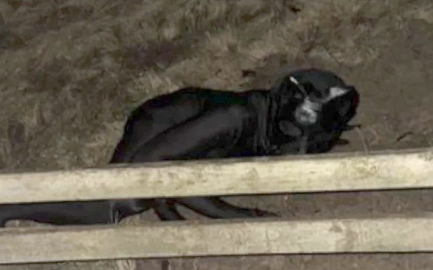 Prowling, growling ‘panther man' could be next Somerset Gimp, say residents