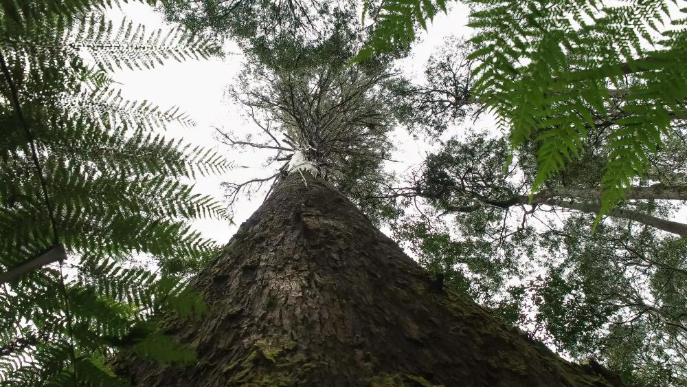 Global ‘gigantism' hotspot: Tasmanian tree standing at almost 100m tallest in the country