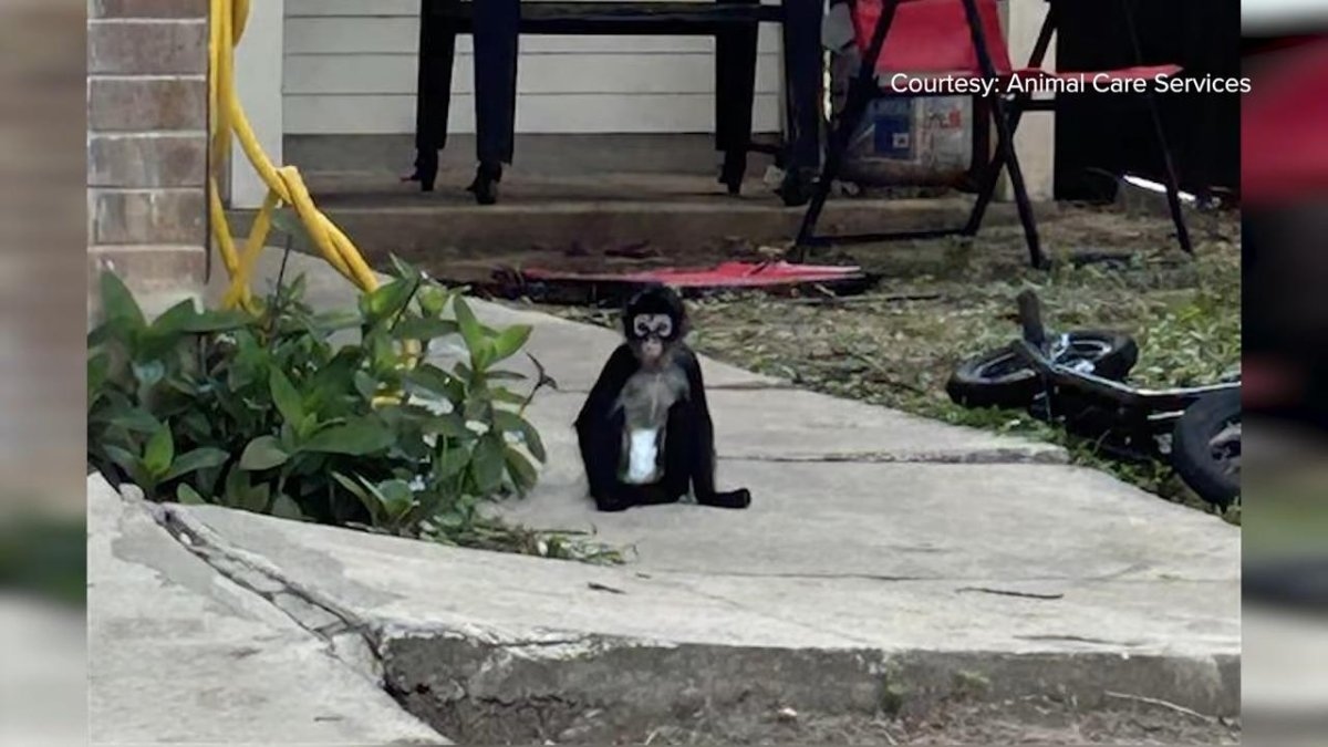 Diaper-wearing spider monkey found wandering loose in Texas