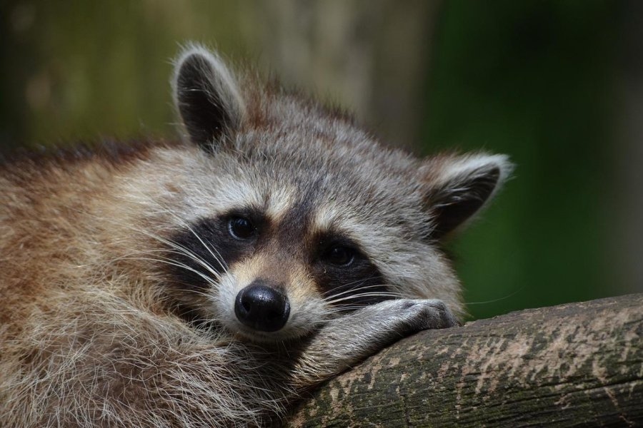 Mass. police determine reported bear was most likely raccoon