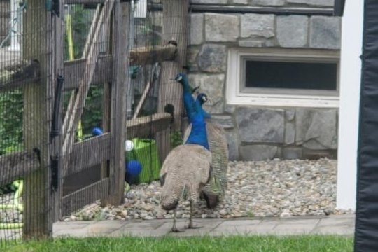 One peacock captured, one still on the loose in Pennsylvania