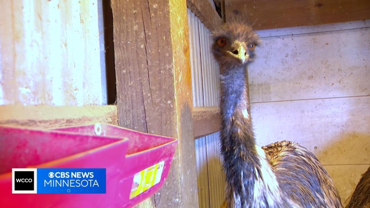 Watch: Runaway emus found miles from home in Minnesota