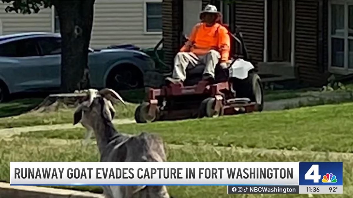 Watch: Loose goat evades capture for weeks in Maryland