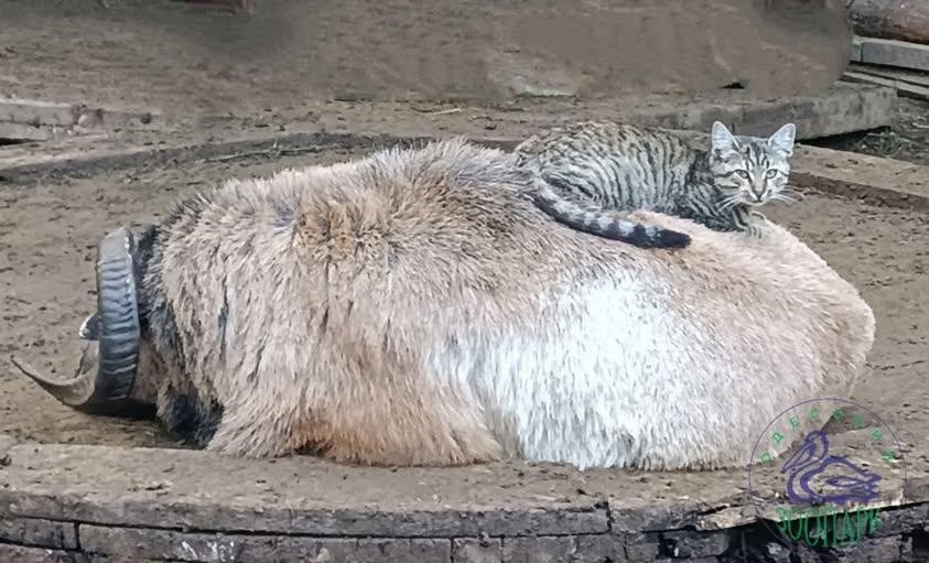 Look: Cat, sheep win 'Couple of the Year' award at Ukraine zoo