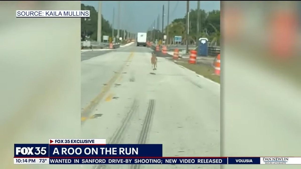 Loose kangaroo caught on video hopping down Florida road