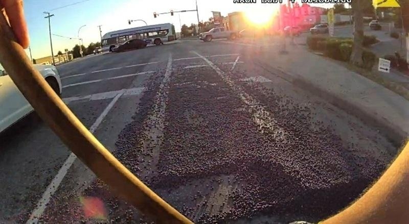 Blueberry spill causes literal 'traffic jam' in British Columbia
