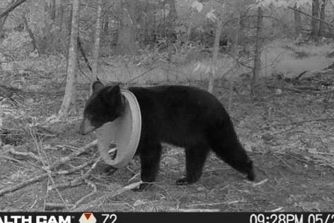 Look: Michigan DNR rescues bear with lid around its neck