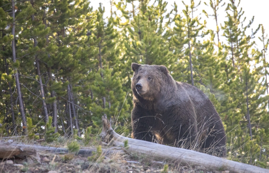 House committee signs off on delisting grizzly bear