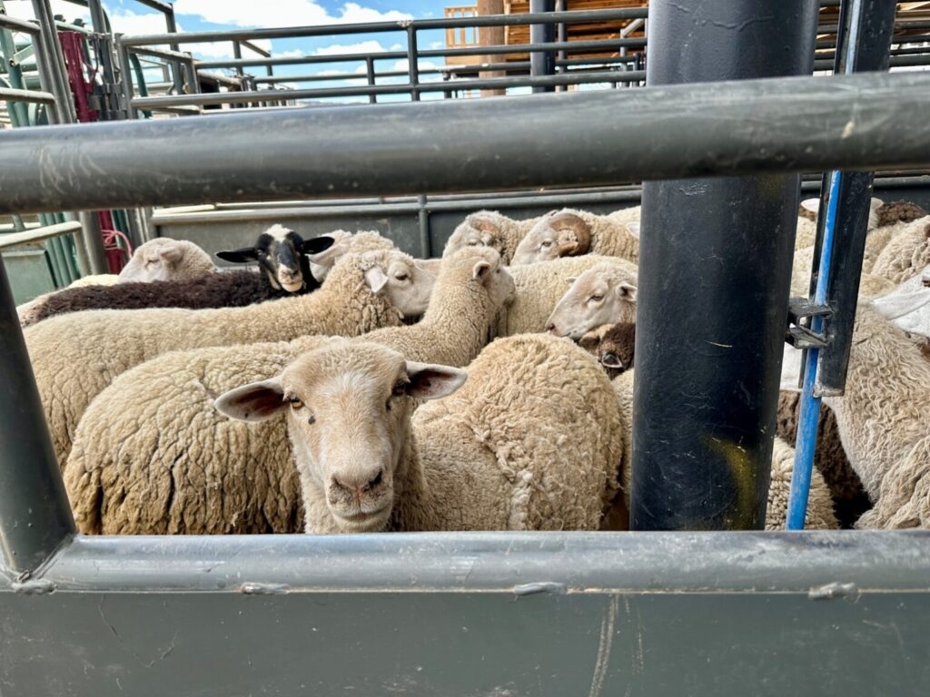 ‘Part of our culture': Navajo Nation's Oak Ridge Fire response includes livestock