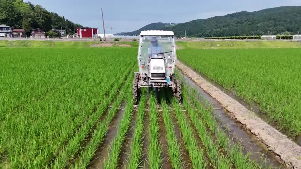 In sudden change, Japan now wants rice farmers to grow more