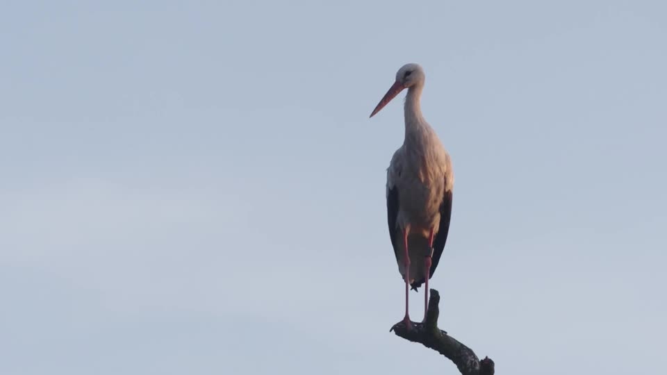 Denmark sees highest number of white stork nestlings in decades