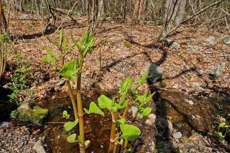 The top 10 japanese knotweed hotspots in Wales have been revealed
