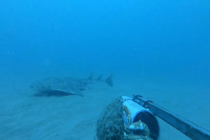 One of world's rarest sharks captured on camera in Welsh bay