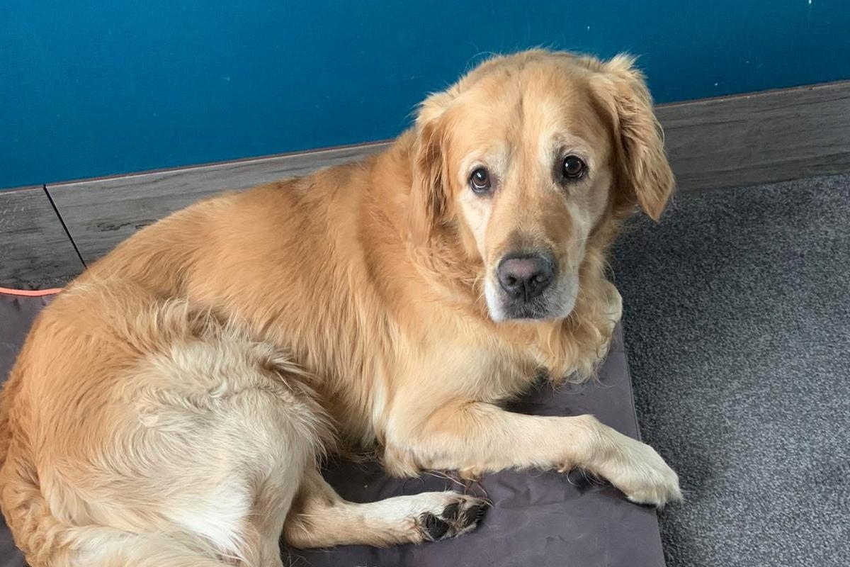 Pampered pet pooch found disorientated but safe as community rallies around