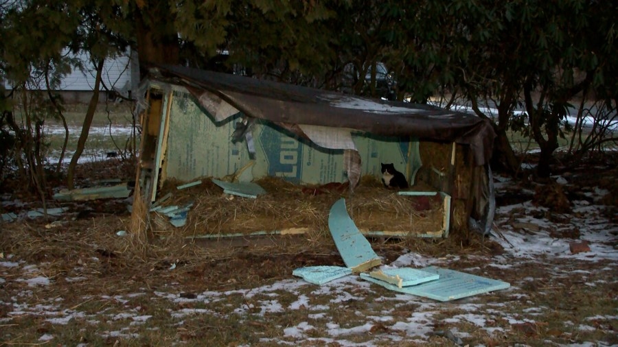 Activists speak out after several cat shelters were damaged in Luzerne County