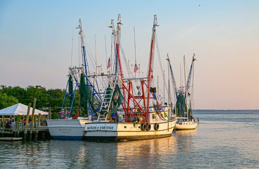 Algae identified that gave a local shrimper trouble