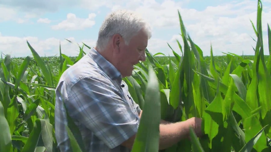 Corn crops way past ‘knee high at the Fourth of July' in Central Illinois