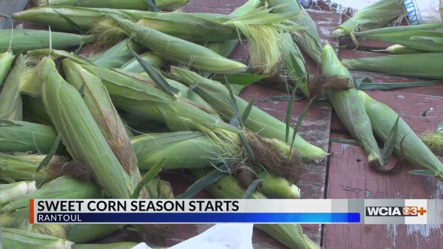 Central Illinois family farms picking, selling corn until sold out