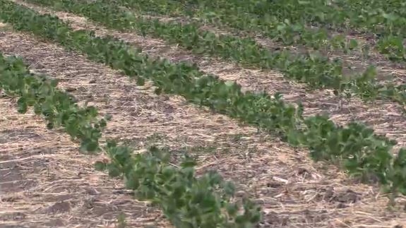 U of I Soybean Innovation Lab saved with $1 million anonymous donation