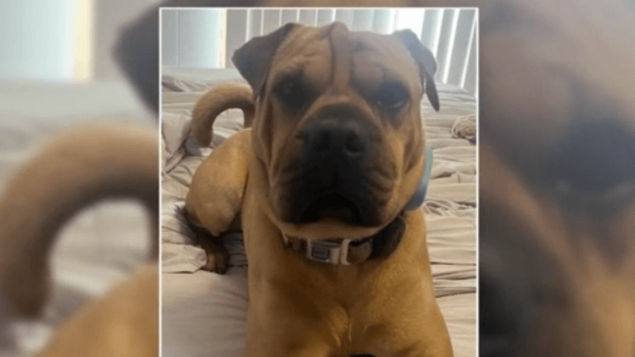 Dog missing since Lancaster floods found