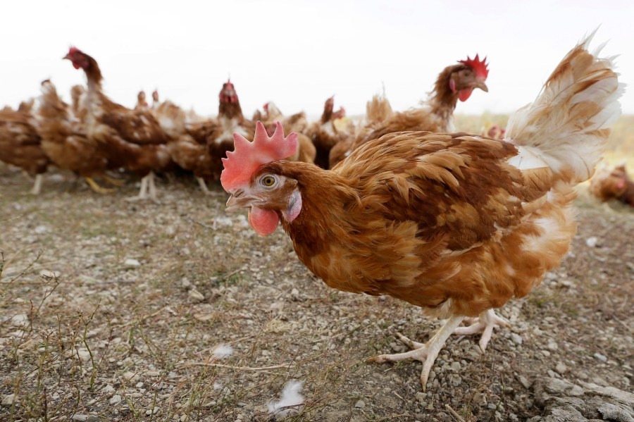 Ohio State researcher takes part in CDC bird flu study