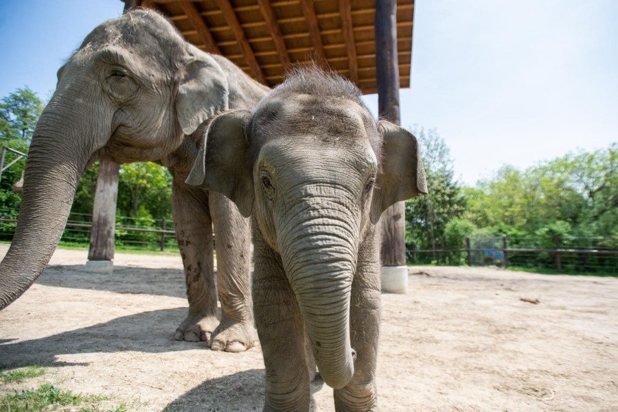 Two Columbus Zoo elephants are expecting in the coming months