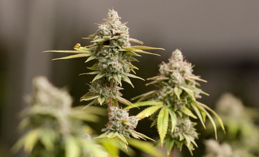 Westerville dispensary debuts cannabis drive-thru for ‘fast, convenient service'