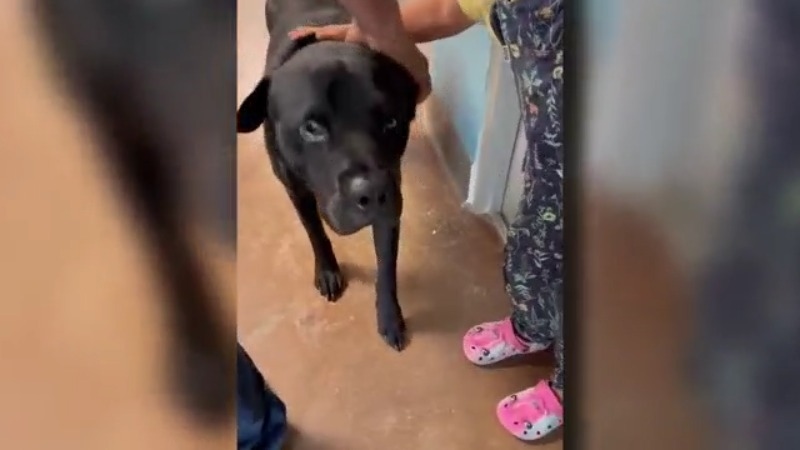 Gladstone man helps reunite dog with Iowa family