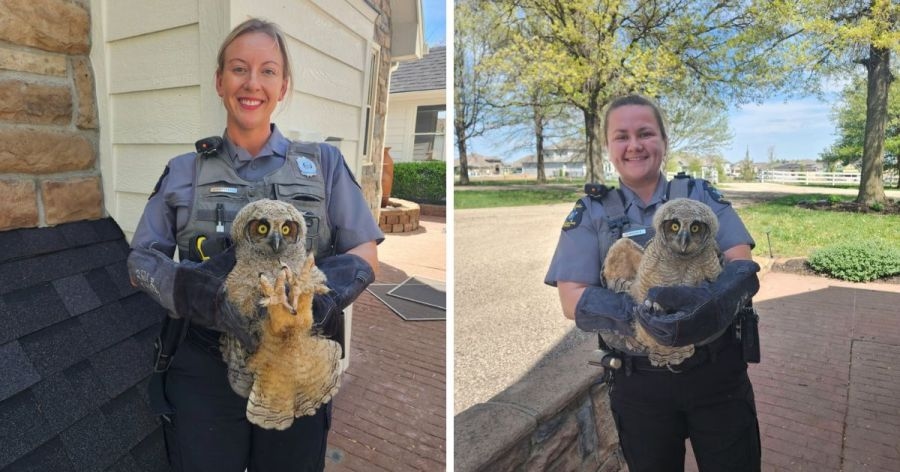 Overland Park animal control officers help young owl that left its nest
