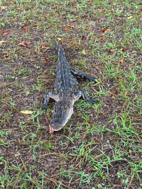 CRIKEY! Alligator caught in front of Hartford home