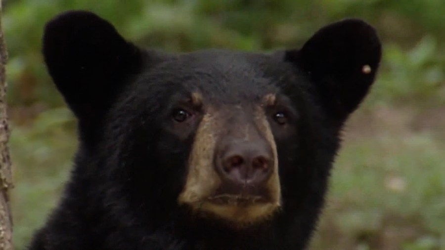 Bear sightings happening in central Kentucky: What to know