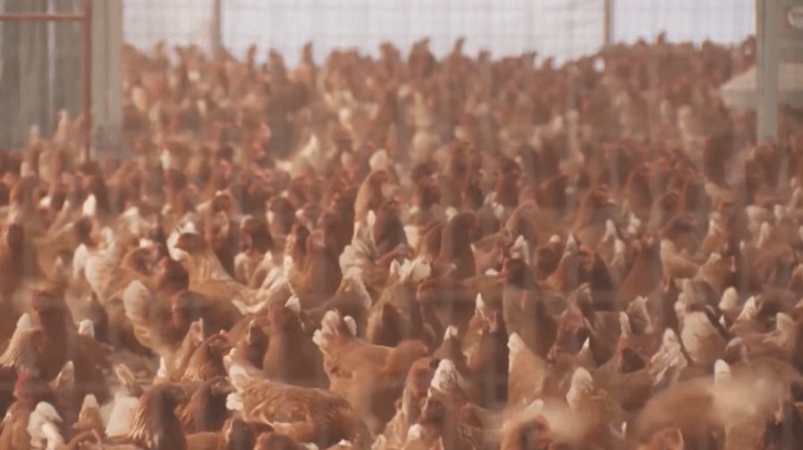 Ohio researcher explains how bird flu spreads among flocks