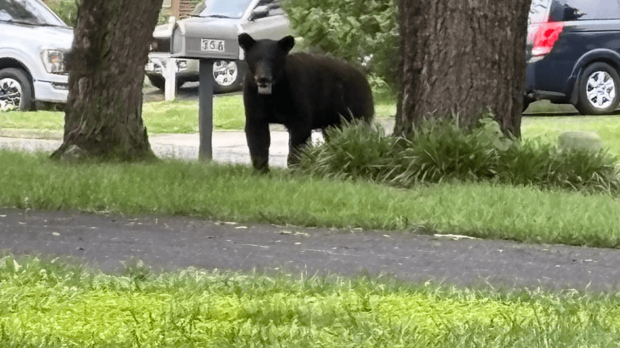 PHOTOS: Black bear travels to Herndon after traversing Maryland