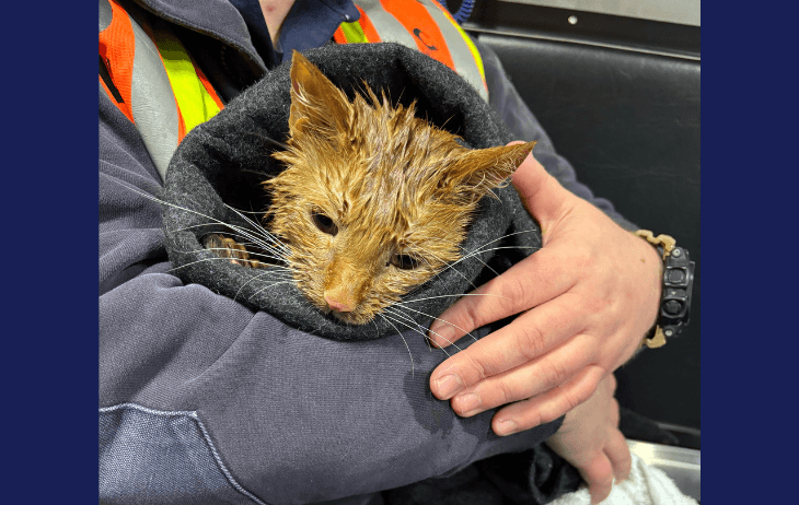 Cat rescued, four displaced from house fire in Loudoun County