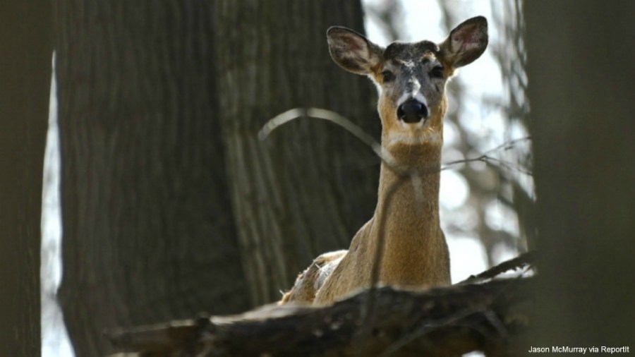 CWD surveillance measures in effect for three KY counties