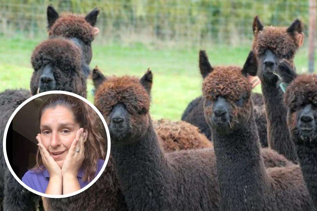 Pembrokeshire alpaca farm forced to close after bird flu outbreak