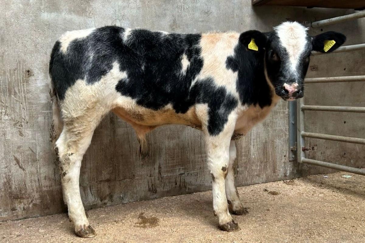 Blue bull calf sells for record-breaking £1,000 at Bentham Auction Mart