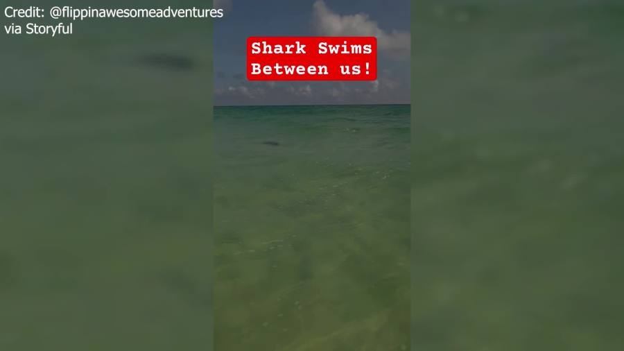 ‘You're Fine': Shark startles woman on Florida guided tour