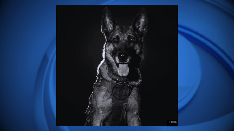 County Sheriff in Wisconsin mourns loss of retired K9 who responded to over 1,000 calls in 7 years