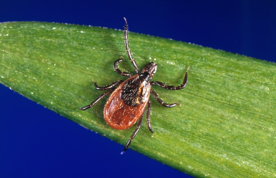 Three hospitalized in Wisconsin due to Powassan virus, one dead from disease