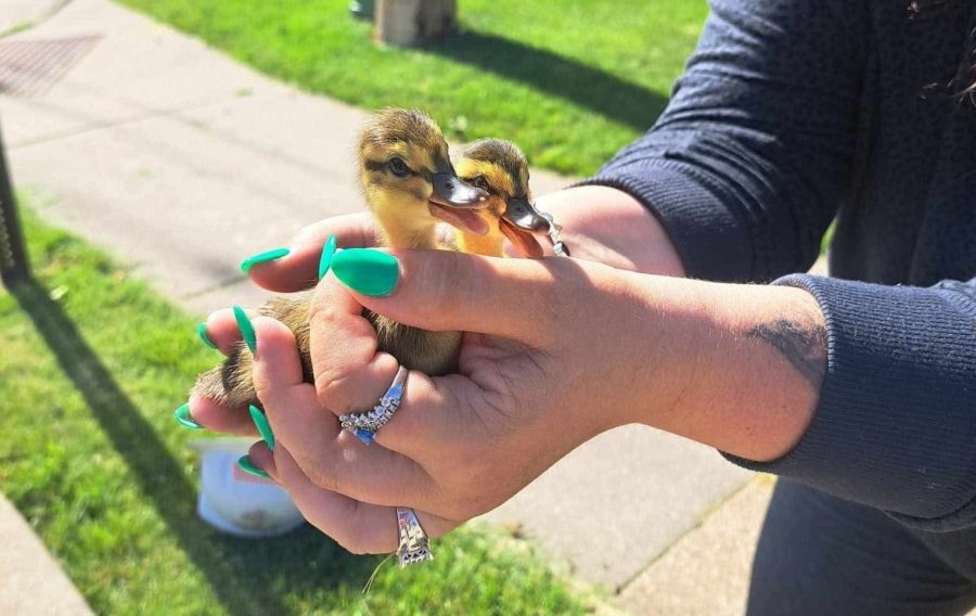 We Energies worker & animal lover rescue ducklings from storm drain in Little Chute