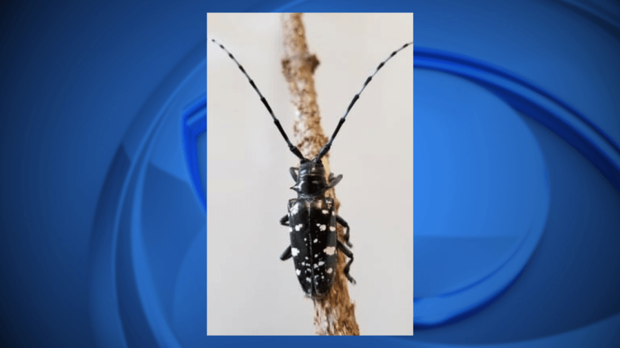 Wisconsin DNR warns public to watch for tree-killing insect this summer