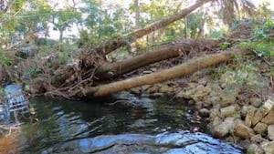 Creek debris removal aims to improve stormwater management in Winter Springs