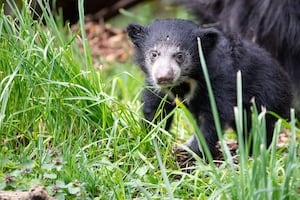 Florida Wildlife officials to propose bear hunt this week