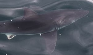 Whale watchers encounter 2 great white sharks off North Shore