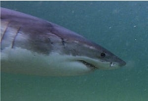 Popular Mass. beach taking precautions after string of great white shark sightings