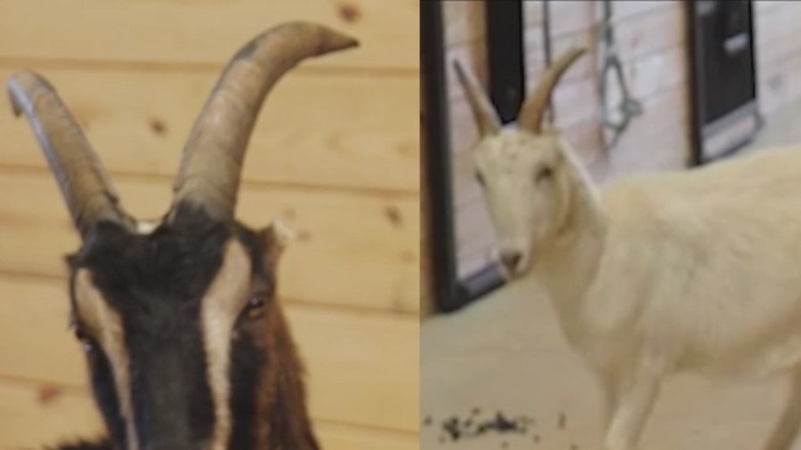 Pets of the Day: Darwin and Elvis are the GOATs