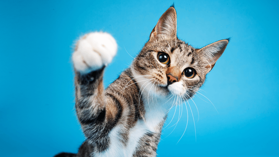 5 things to consider before buying a pet