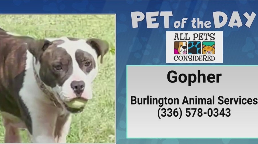 Pet of the Day: Go for the golden Gopher!